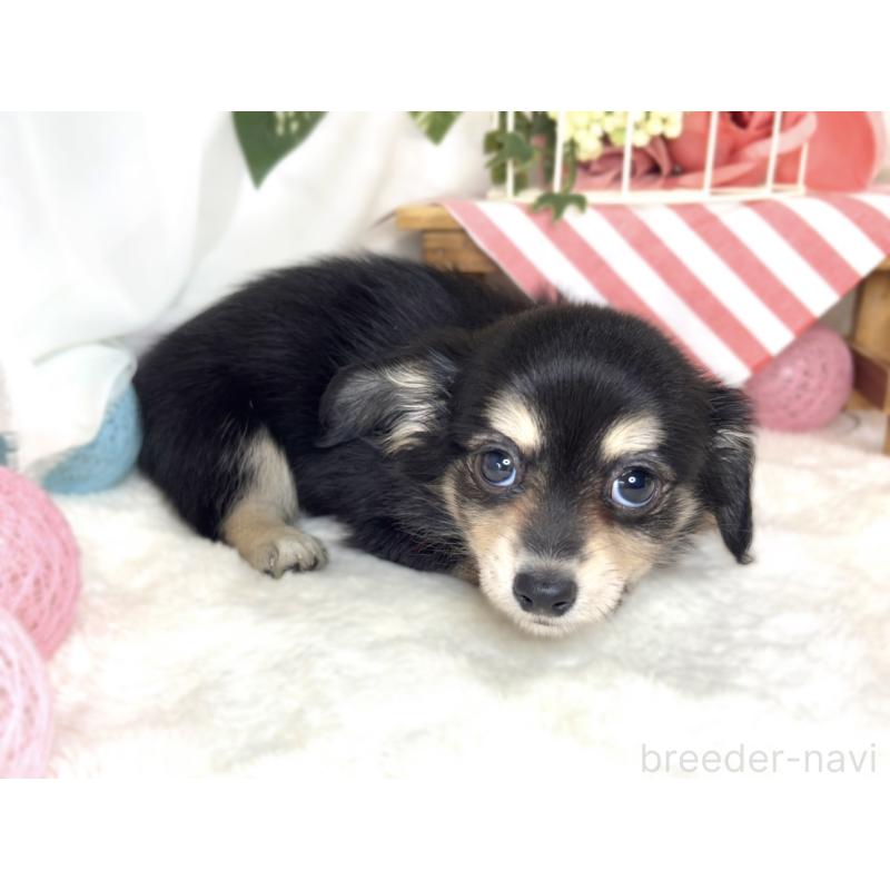 成約済の滋賀県のチワックス:チワワ×ミニチュアダックスフンド-411762の2枚目